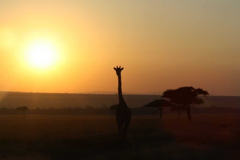Dromen van Reizen, Dromen van Africa.