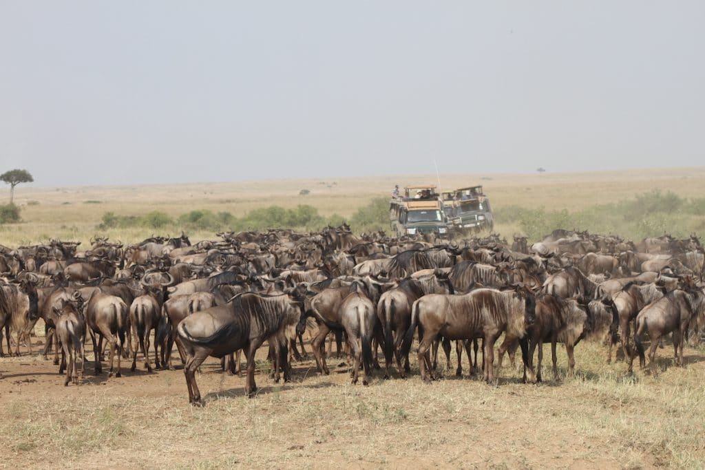 Dromen van Reizen, Dromen van Africa.