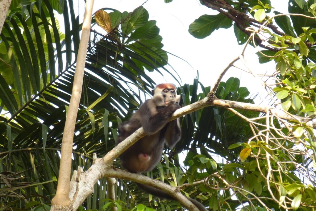 De ultieme trip door ongerepte wildlife paradijs Gabon
