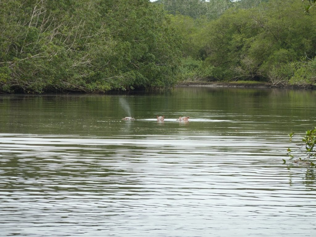 De ultieme trip door ongerepte wildlife paradijs Gabon