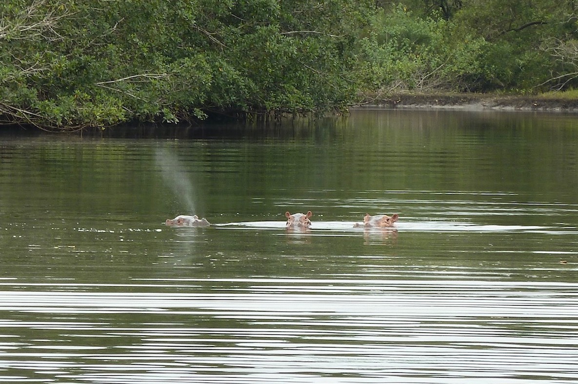 De ultieme trip door ongerepte wildlife paradijs Gabon