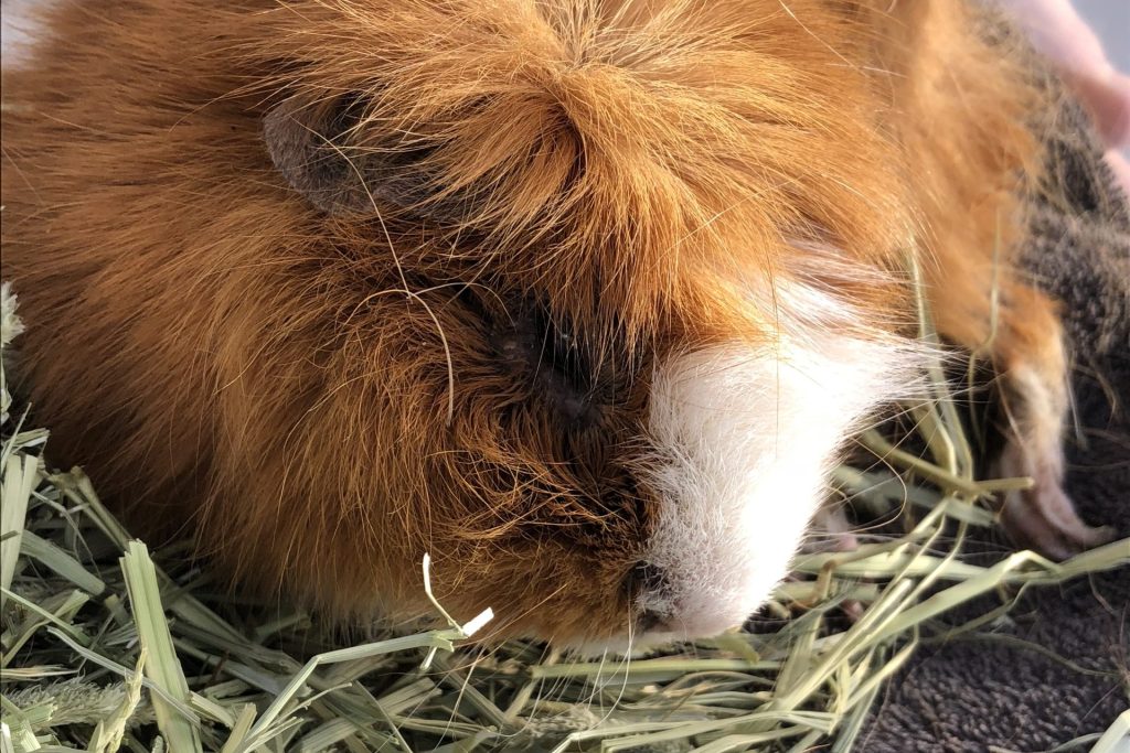 Wereld Dierendag - cavia