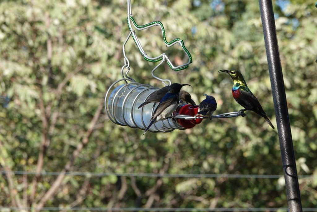 Relatie - vogels