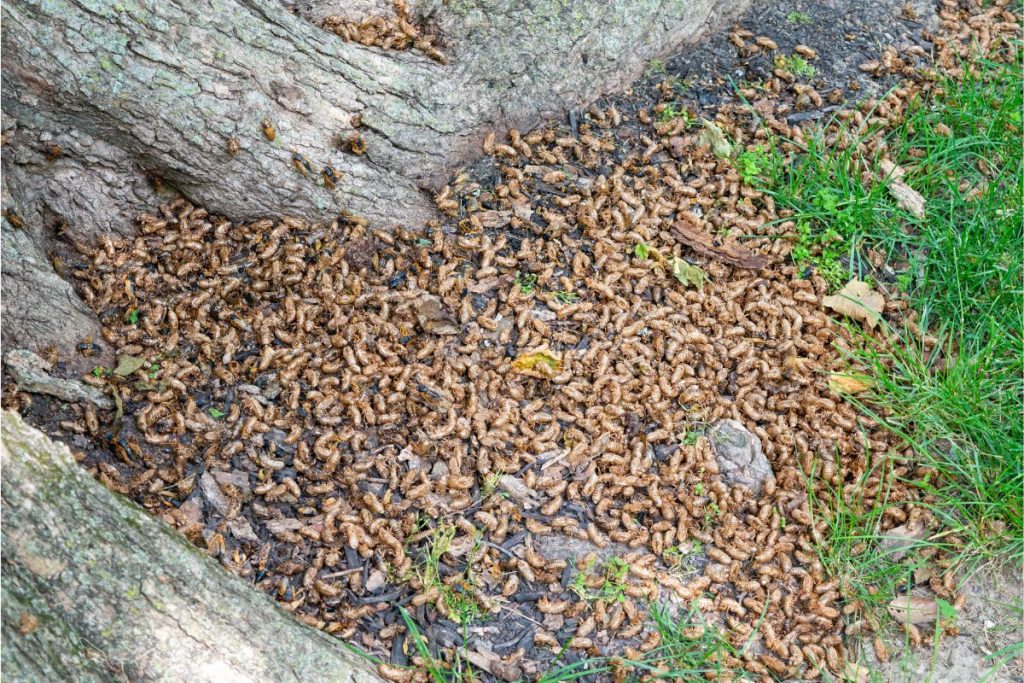 wereld - cicadapocalyps