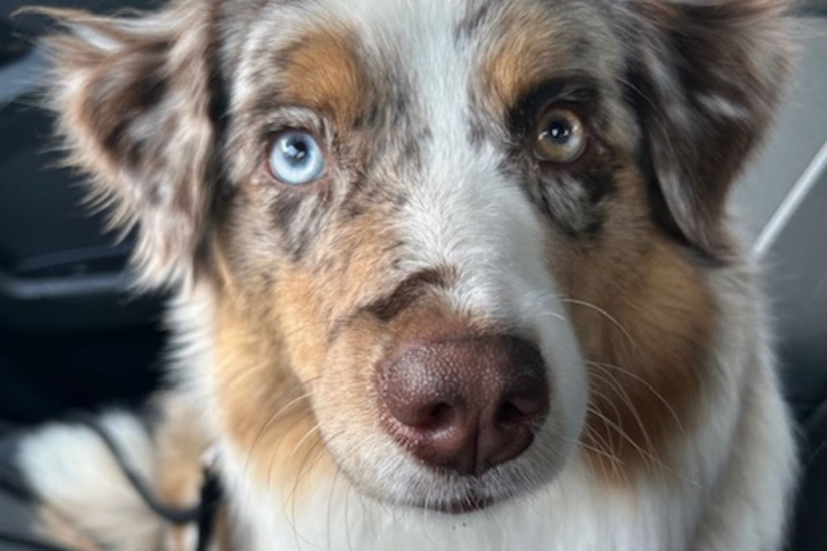 Avontuur - hond