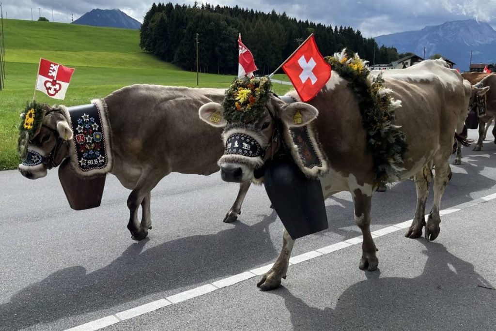 Zwitserland - Alpenkoe