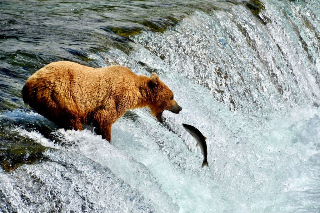 Grizzly beer