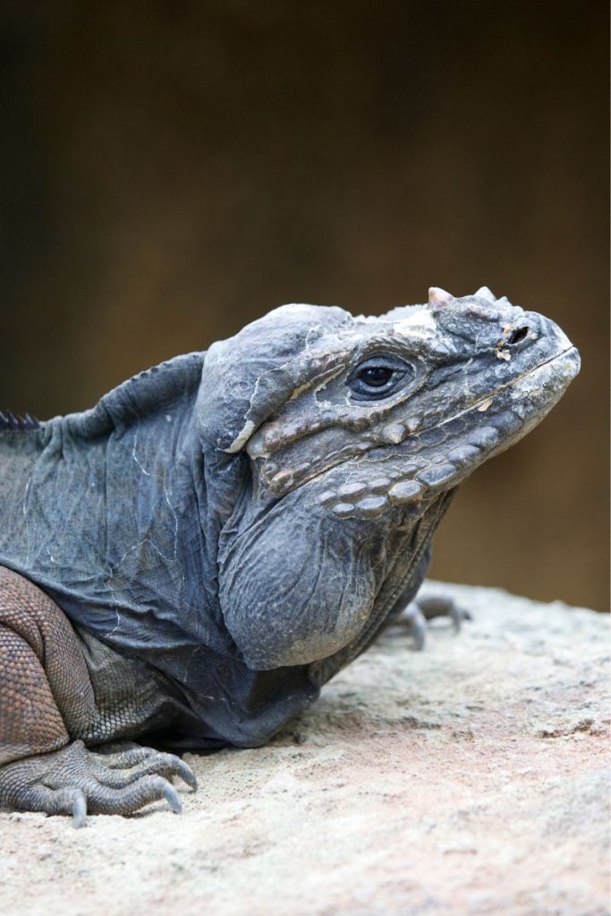 Neushoorn leguaan