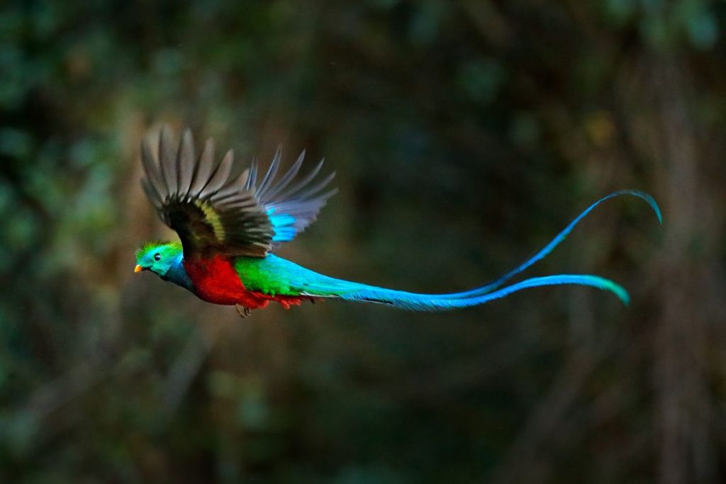 Wereld Dierendag - Quetzal