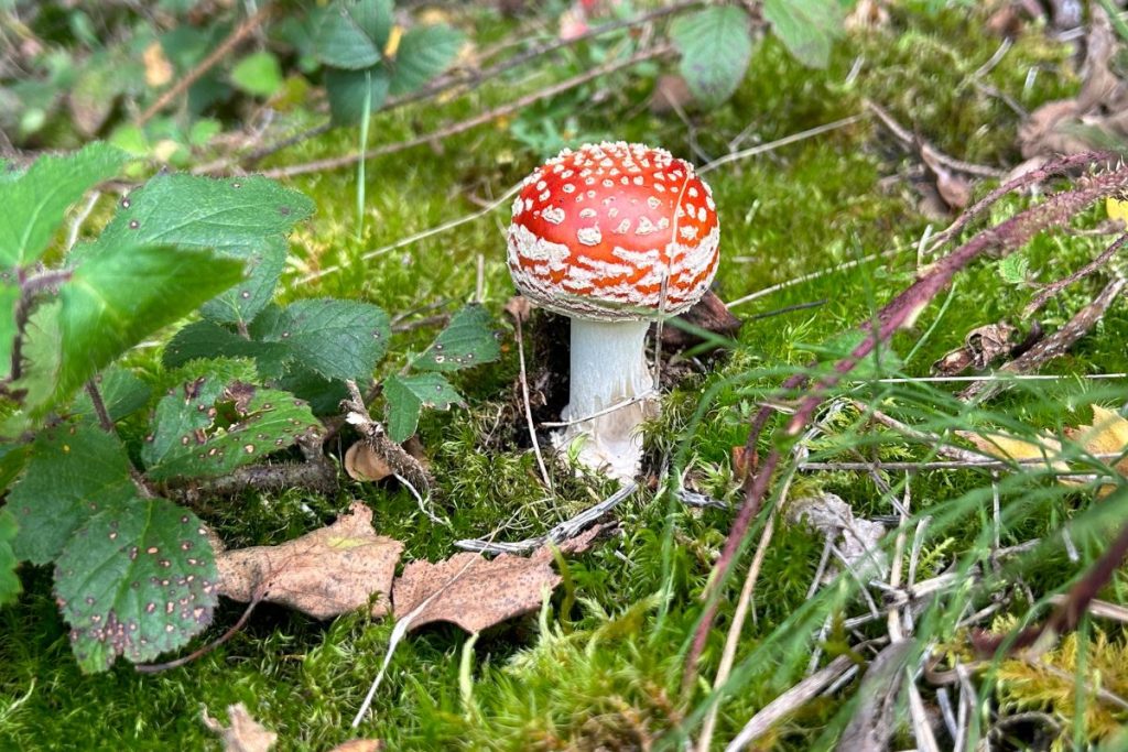 Natuur - Paddestoel