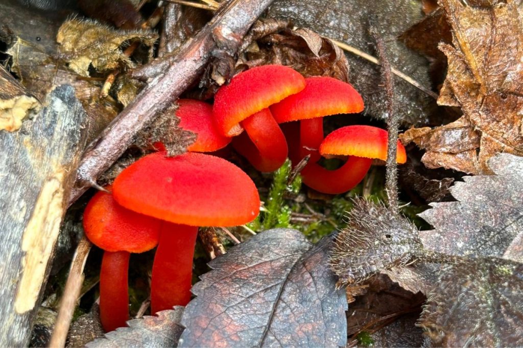 Natuur - Paddestoelen