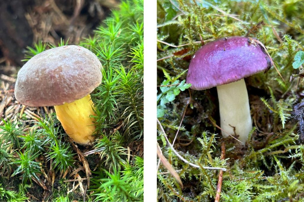 Natuur - Paddestoelen