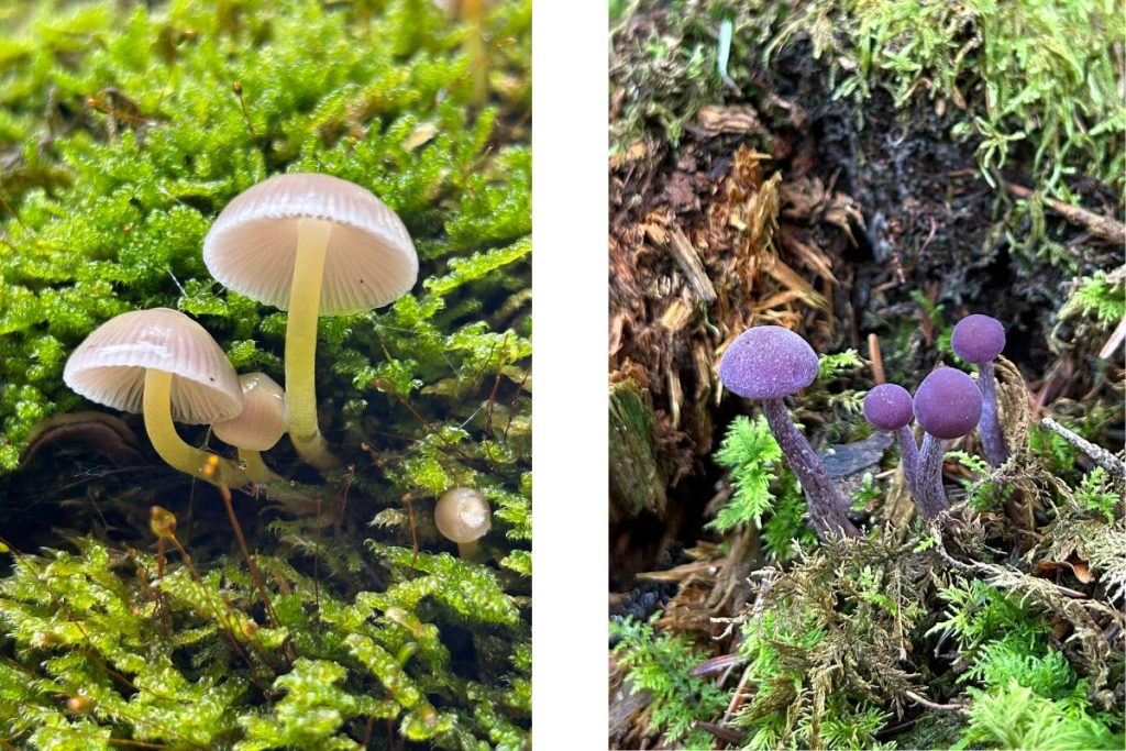 Natuur - Paddestoelen