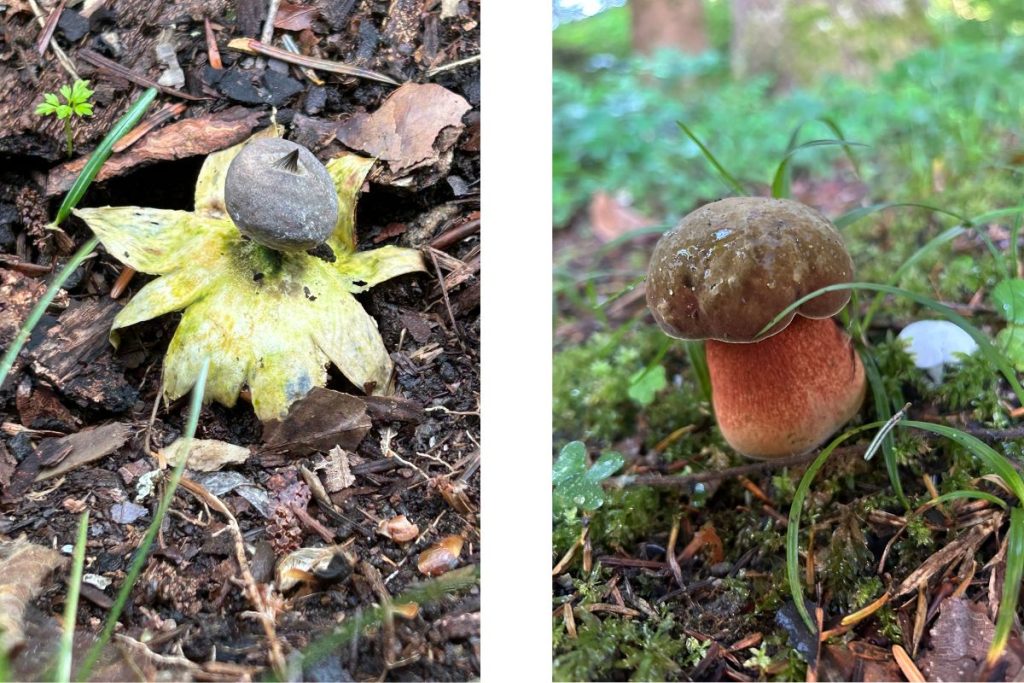 Natuur - Paddestoelen
