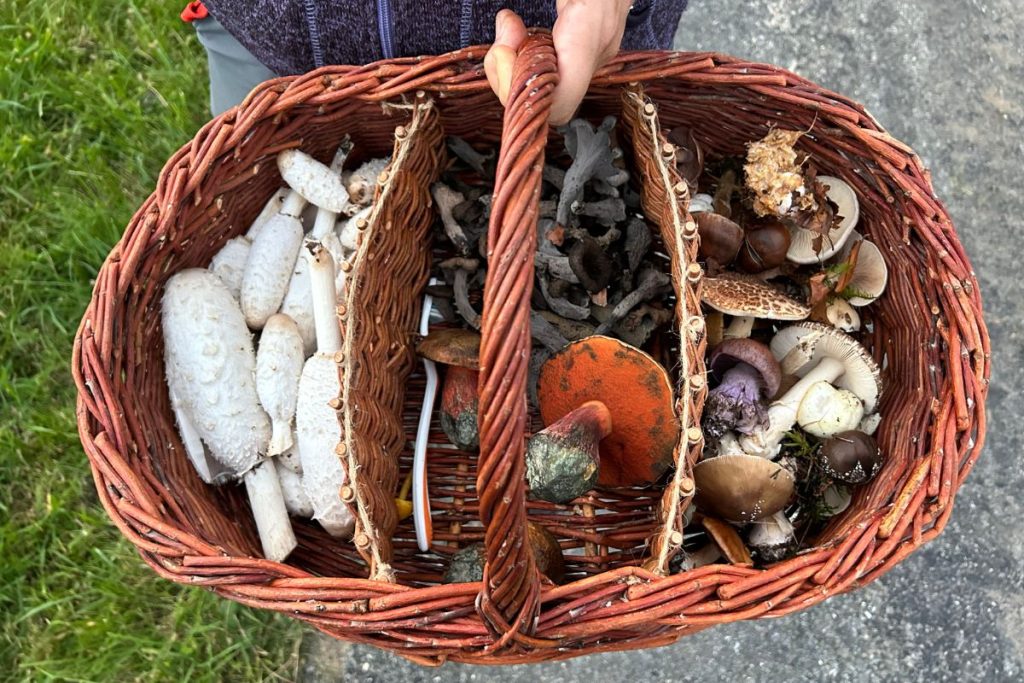 Mand vol zwammen en paddestoelen