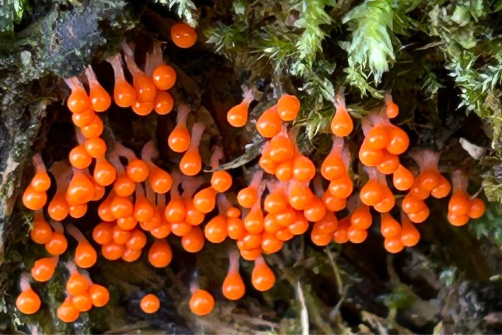 Natuur - Zwammen