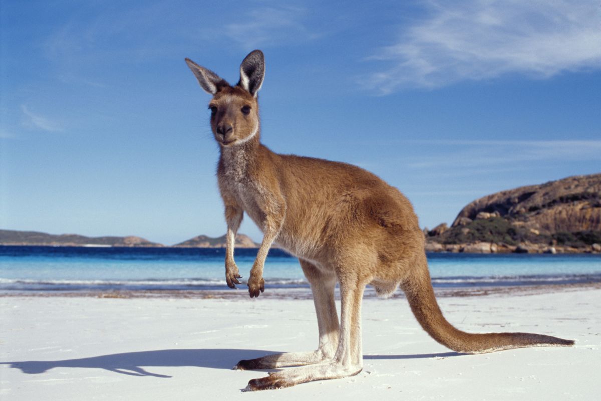 Wereld - Australië