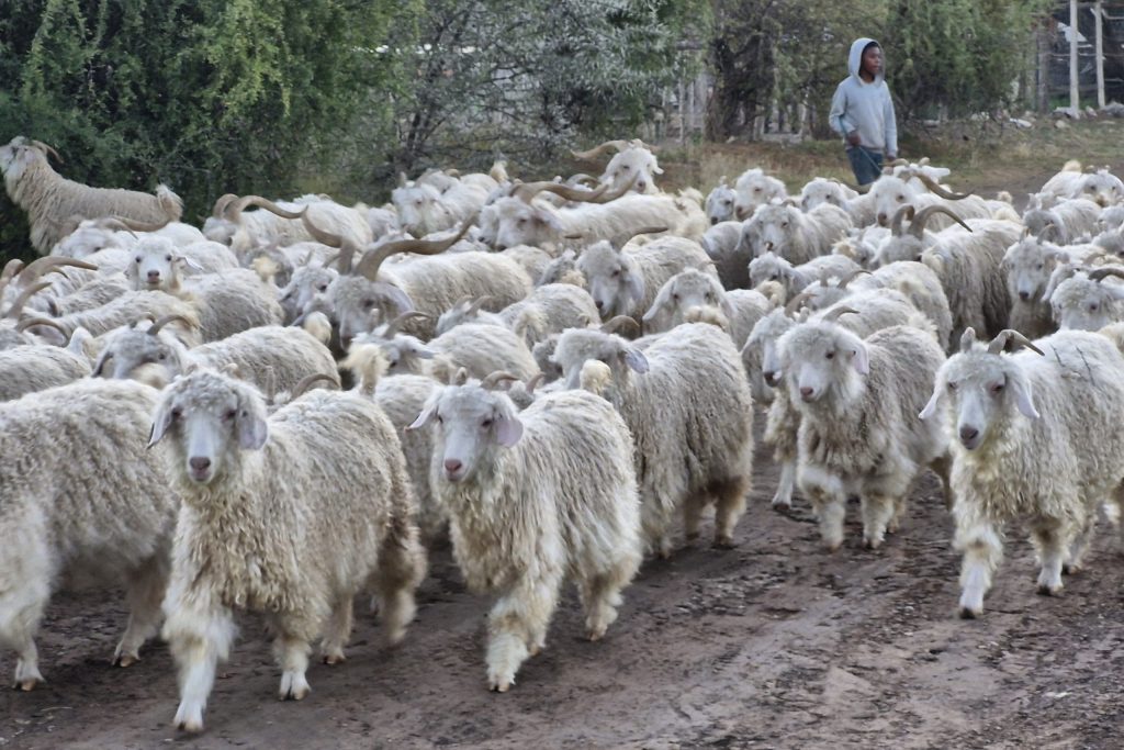 Avontuur - schapen