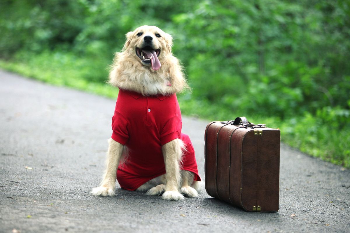 Huisdier - Hond