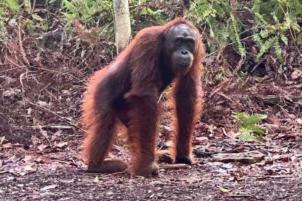 Avontuur - Orang-oetans