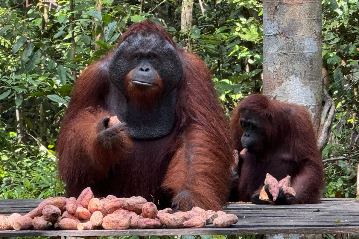 Orang-oetans