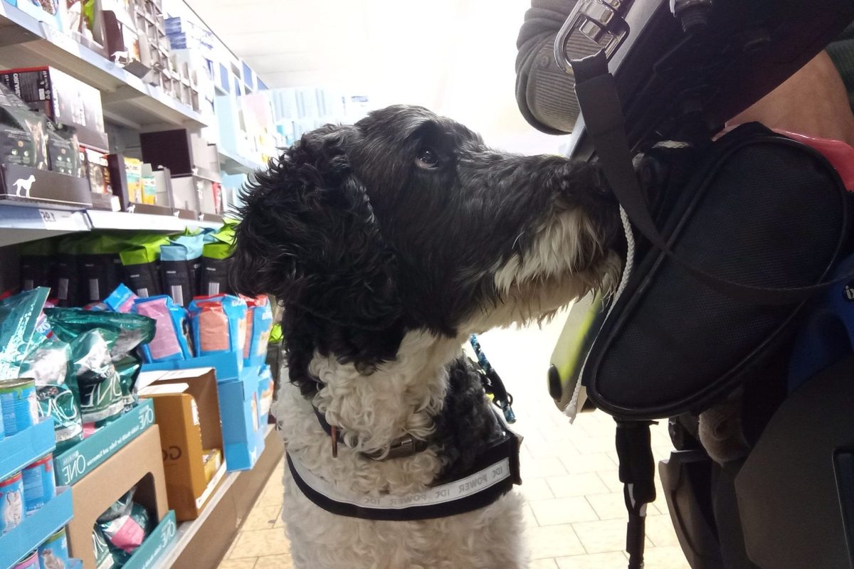 Assistentie-hond Charlie