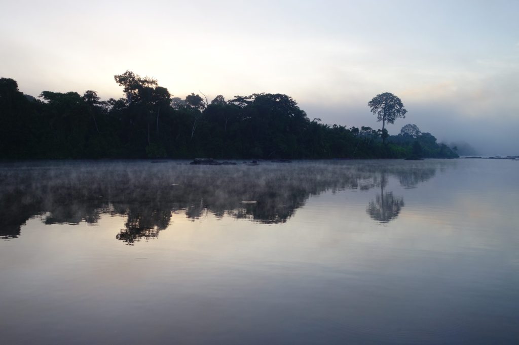 Wereld - Oerwoud Suriname