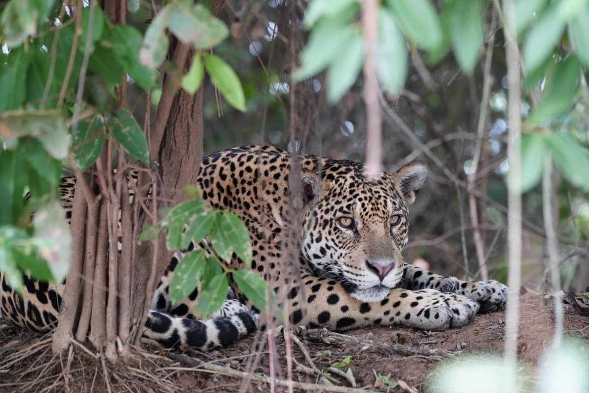 Wereld - Jaguar