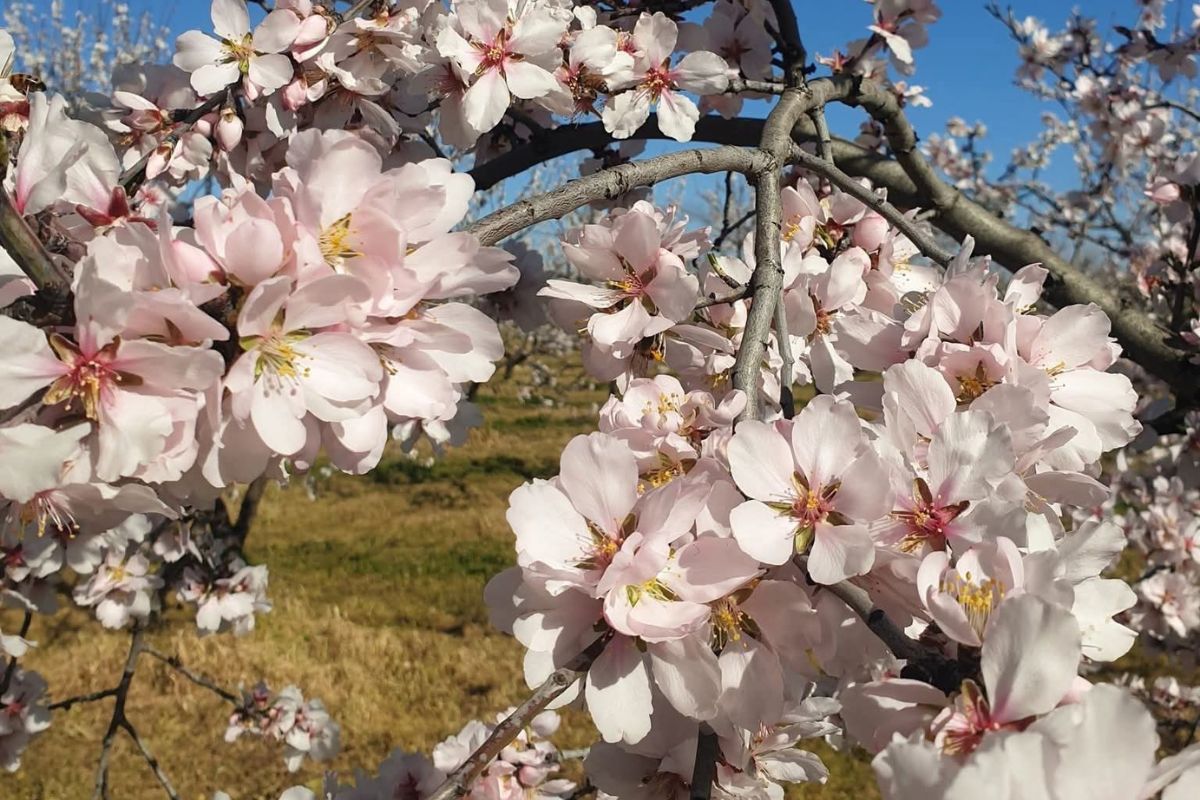 Lente - Bloesem