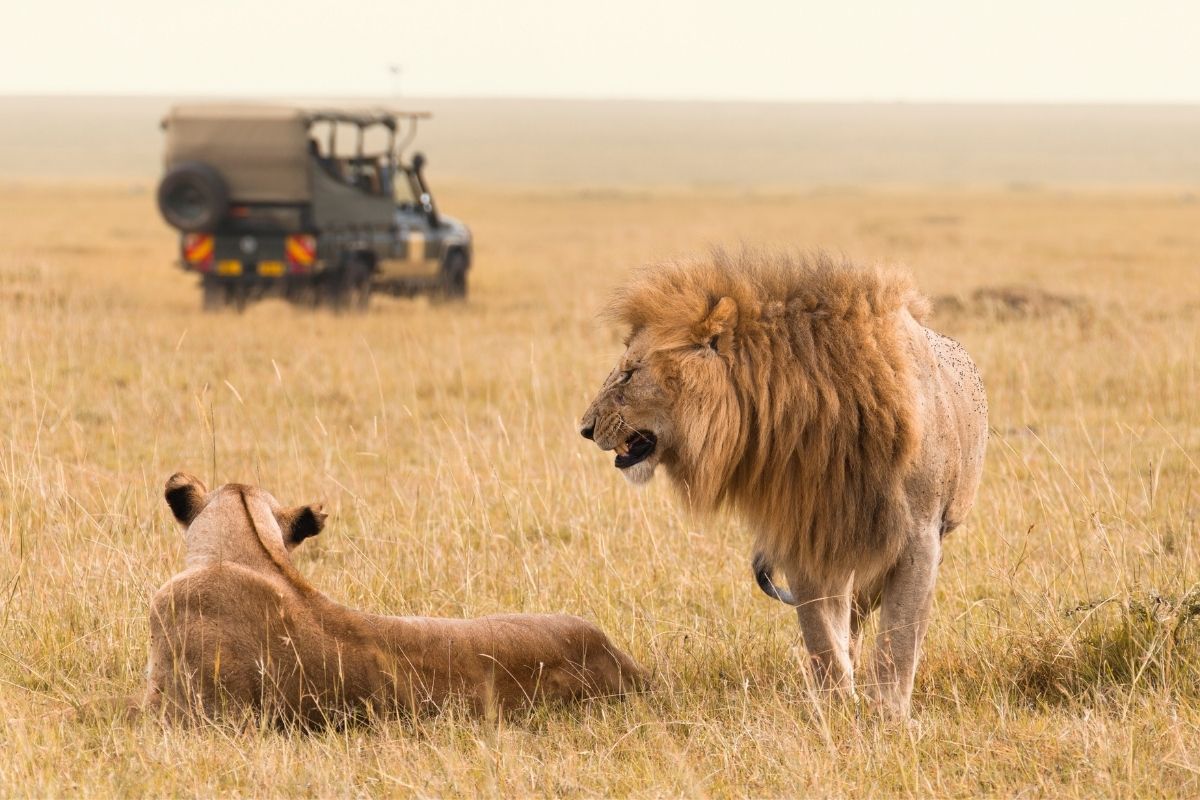Avontuur - Safari