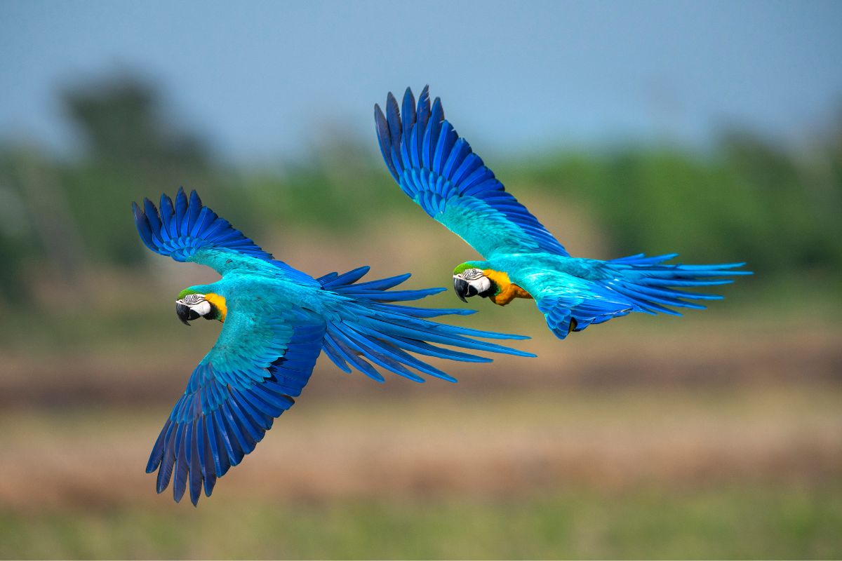Blauwe macaws